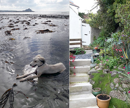 A dog enjoying the beach, and the garden path of Sea View Cottage.